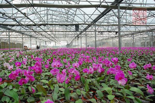 花卉溫室大棚