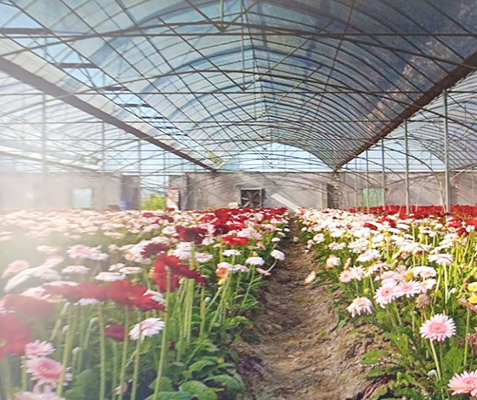 花卉溫室大棚